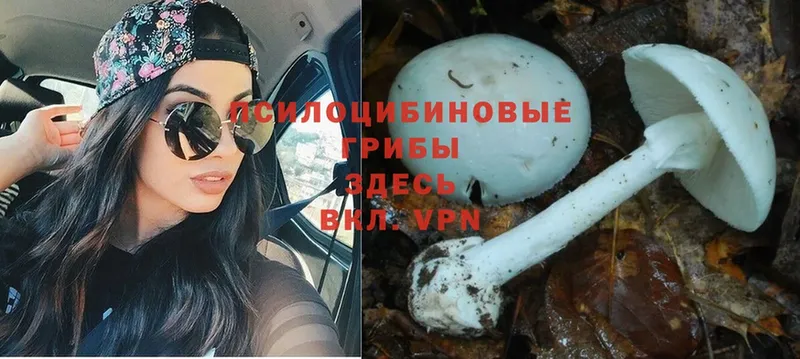 Галлюциногенные грибы Cubensis  Вышний Волочёк 